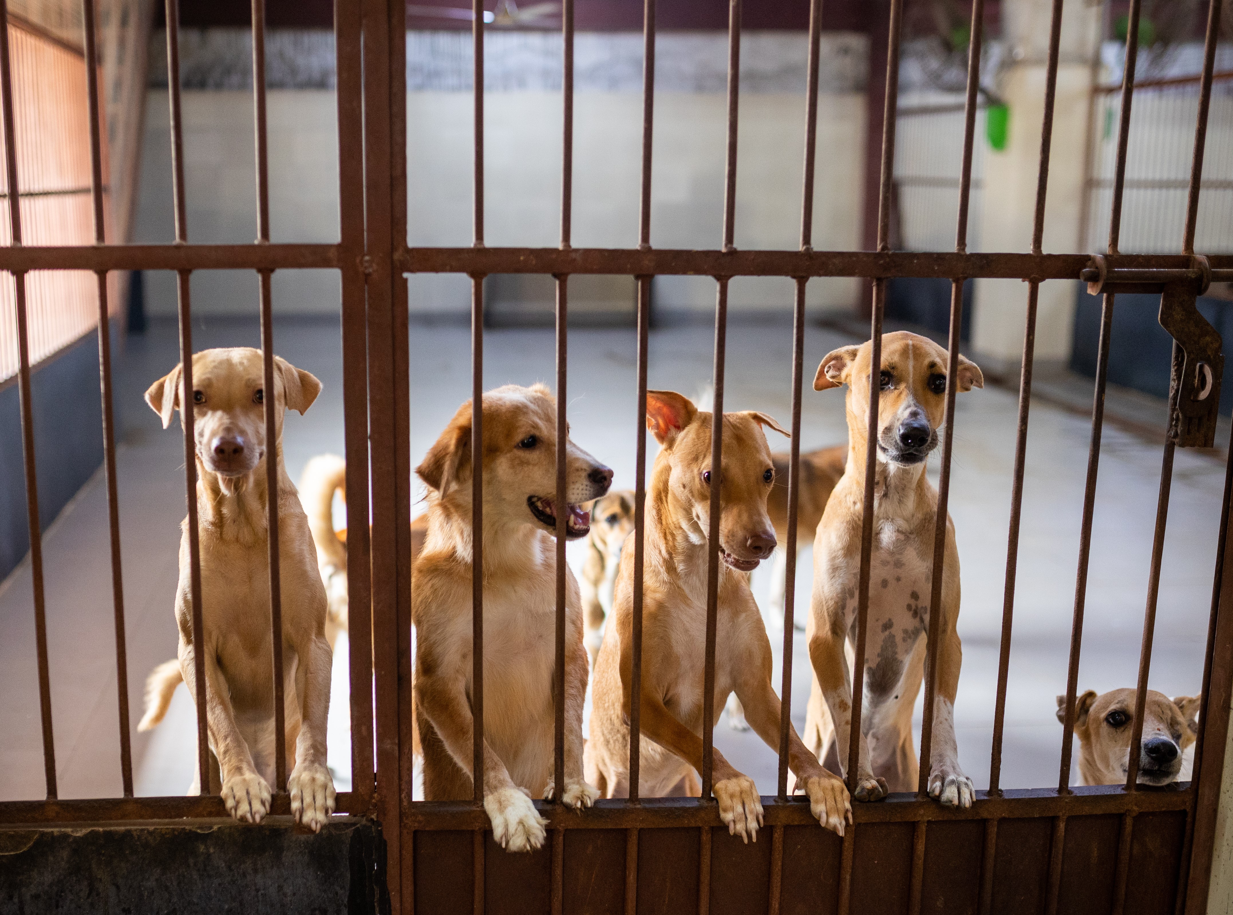Adoption